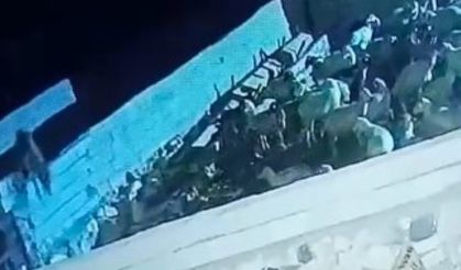 Ağıla giren kurt koyunu böyle telef etti!