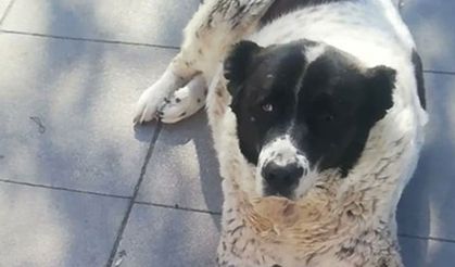 Ankara’da metroda köpeğin ölümü sonrası adli ve idari soruşturma başlatıldı!