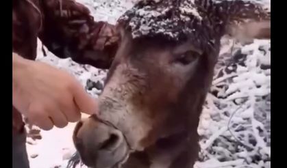 Böyle vicdansızlık görülmedi! Eşeğin ağzı telle bağlandı, ölüme terkedildi