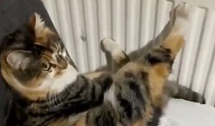 Ankara’da pastaneye girip patilerini ısıtan kedi viral oldu