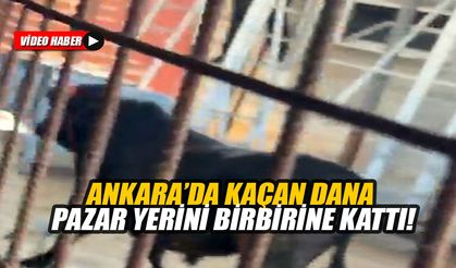 Ankara’da kaçan dana pazar yerini birbirine kattı
