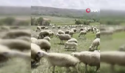 Ankara’da koyun sürüsüne yılan saldırdı, çoban köpekleri seferber oldu!
