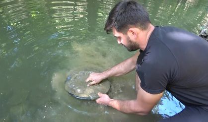Toprağın altındaki servet: Derelerden yılda 1 kilograma kadar altın çıkarıyor