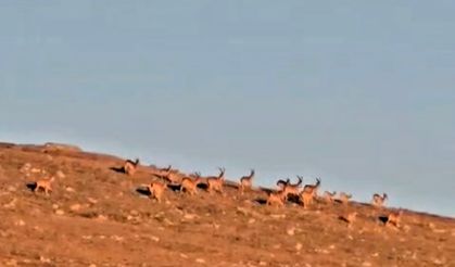 Doğa yürüyüşünde karşısına çıktılar: Koruma altındaki çengel boynuzlu dağ keçilerini görüntüledi
