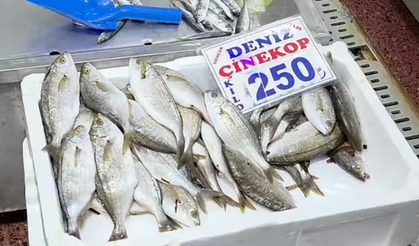Ankara’da balık sezonu hareketli başladı: Ulus Balık Hali’nde fiyatlar belli oldu