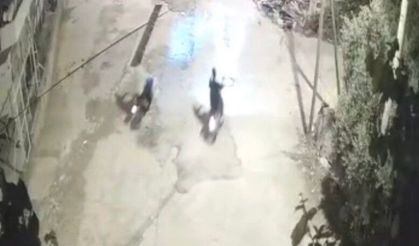 Kadirli'de köpek hırsızlığı kamerada: Motosikletle kovalayıp evinden aldılar!