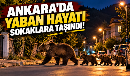 Ankara'da yaban hayatı sokaklara taşındı! Vatandaşlar gördüklerine inanamadı