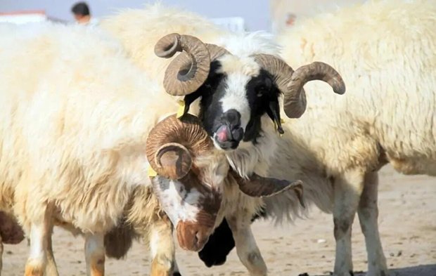 Kurbanlıkta fiyat şoku! Bayrama hazırlık yapanlar bu rakamlara şaşıracak