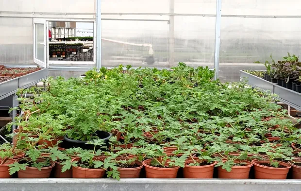 Milli Botanik Bahçesinin seraları biyoçeşitliliğe katkı sunuyor