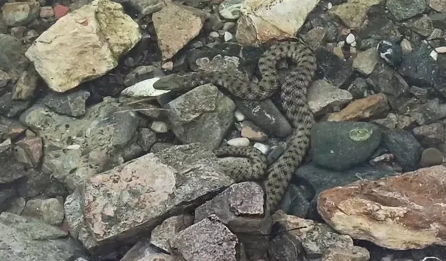 Su içeyim derken dehşeti yaşadı! Talihsiz adamı engerek yılanı soktu