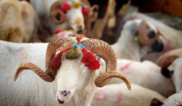 Kurban etinin bozulmaması için bunlara dikkat!