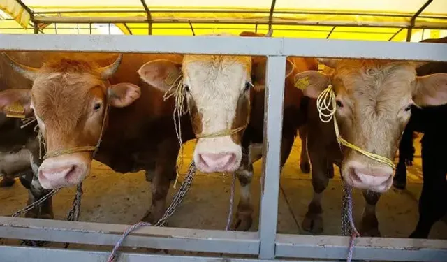 Kurban Bayramı öncesi fiyatlar netleşiyor: 2025 yılı kurbanlık maliyeti ne kadar olacak?