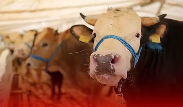 Kurbanlık fiyatları ne kadar 2026? Büyükbaş ve küçükbaş kurban fiyatları