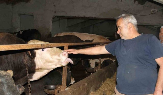 Fiyatlar cep yakıyor... Kurbanlık alımında Başkentlilerin tercihi Çankırı!