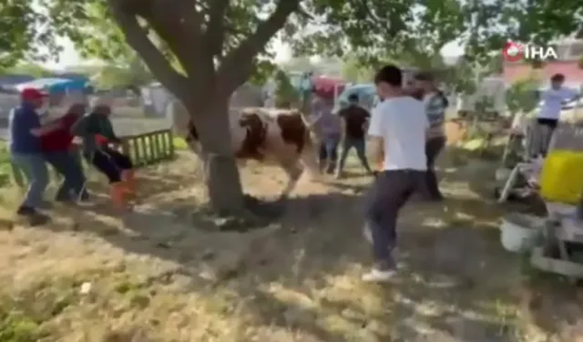 Ankara’da vatandaşlar kurbanlık dananın saldırısına uğradı
