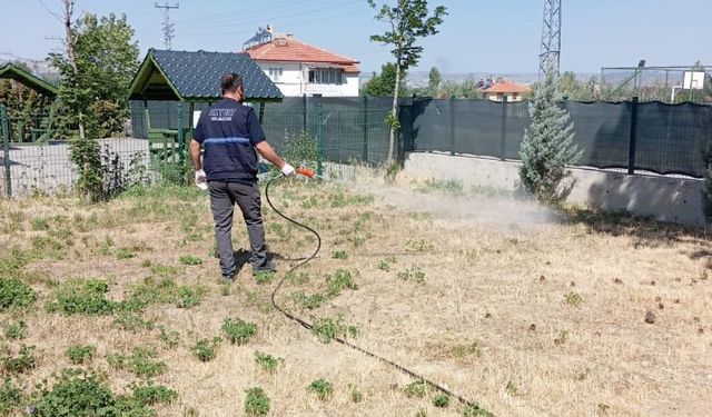 Ankara'da sinek ve haşere alarmı!