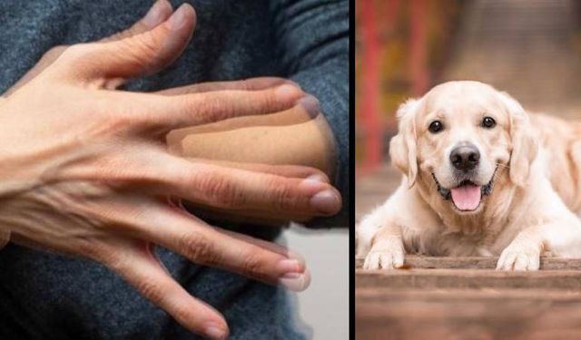 Eğitilmiş Köpekler Parkinson'u Yüzde 98 Doğrulukla Tespit Edebiliyor