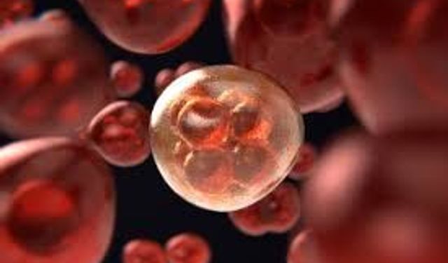 4 Şubat Dünya Kanser Günü’nde Ankara’da Kritik Sempozyum!