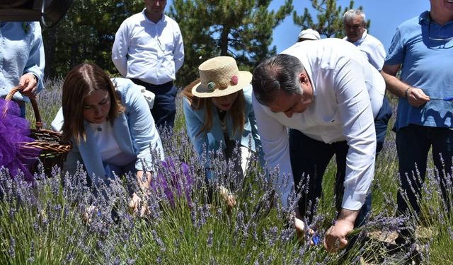 Ankara'da lavanta coşkusu: Nallıhan’da "Mor Büyü" şenliğinde hasat kutlandı