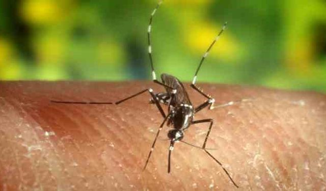 Chikungunya viriüsü ne? Nasıl bulaşır? Belirtileri ne? Tedavisi var mı?