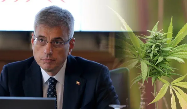 Tıbbi keneverin hangi hastalıklarda kullanılacağı belli oldu!