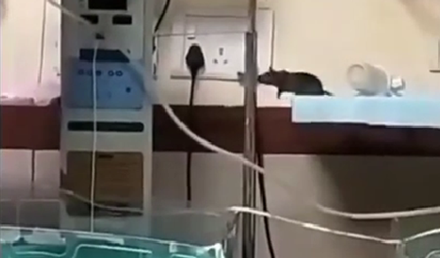 Yenidoğan bakımında fare skandalı: İki bebek yaşamını yitirdi!