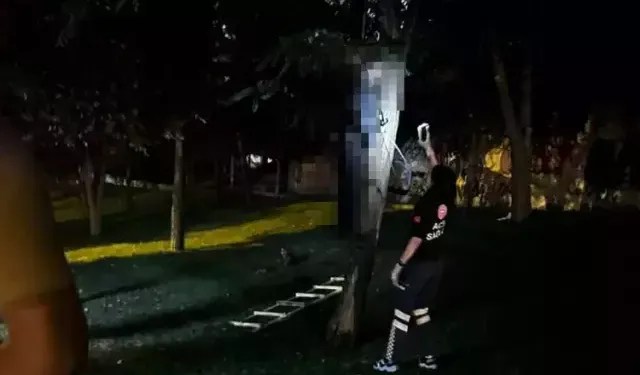 İstanbul’da esrarengiz ölüm: Kimliği belirsiz kişi ağaçta asılı bulundu!