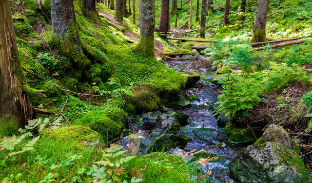 Balıkesir'de mucize gibi olay: 20 yıldır kuru olan pınar depremin ardından akmaya başladı!