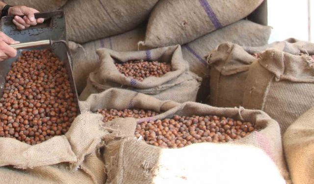 Fındıkçıların hayali seneye kaldı