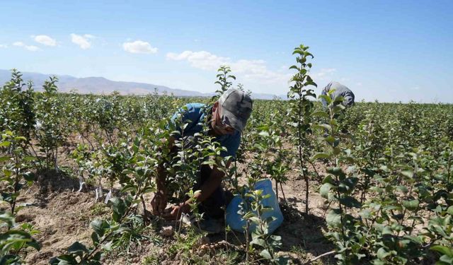 Sertifikalı elma fidanı ihracatıyla Niğde dünya pazarında