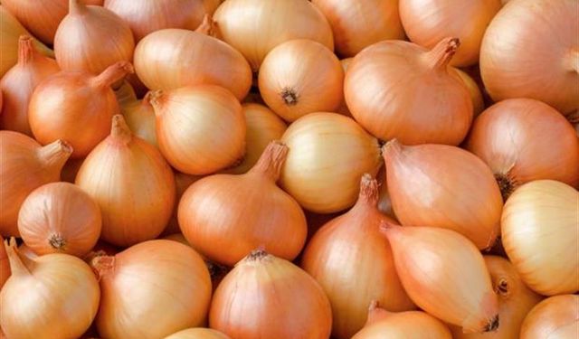 Polatlı’da kuru soğan üretimine ihracat odaklı destek! Teknik kapasite güçleniyor