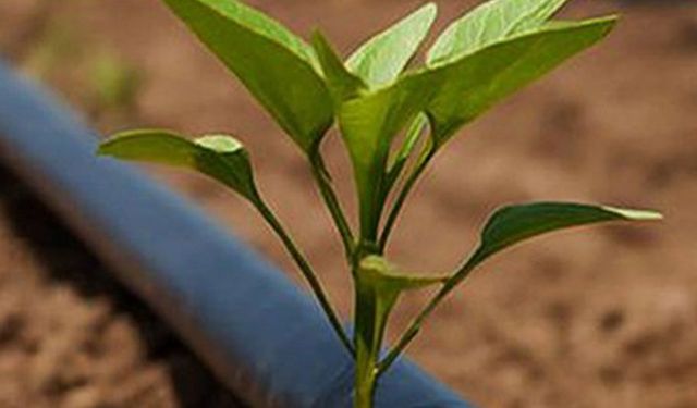 Ankara Büyükşehir Belediyesi’nden yüzde 50 hibeli damla sulama borusu desteği