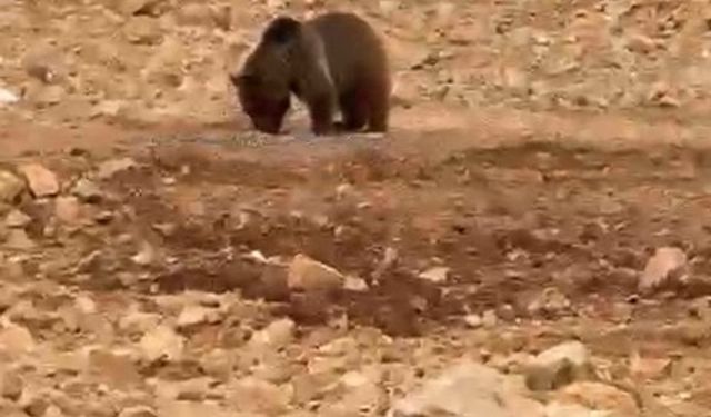 Köy yolunda sürpriz misafir: Aç ayı hamsiyi görünce böyle davrandı