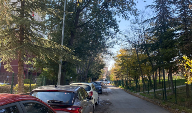 Ankara Sokaklarında Ağaç Güvenliği Tartışması!