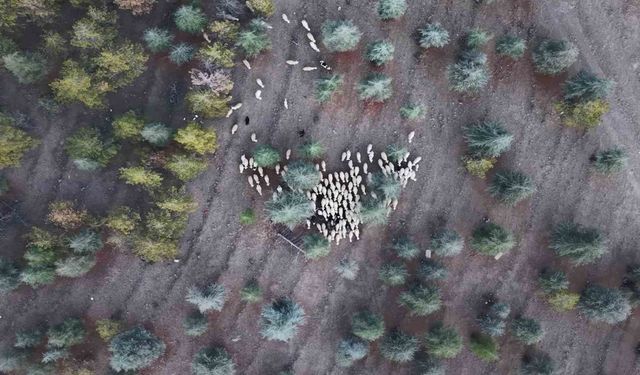 Kırıkkale’de mera iddiası: Keskin Belediyesi hakkında idari soruşturma başlatıldı