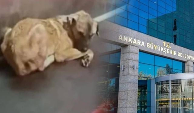 Ankara’da Barınak Krizi: Personel Olduğunu Söyleyen Kişiden Çarpıcı İddia!