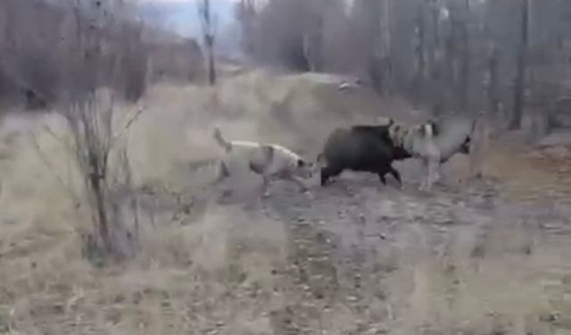 Yaban domuzu ile çoban köpeklerinin kovalamacası kamerada