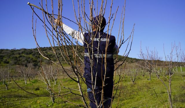 ABB’den meyve yetiştiricilerine ücretsiz budama ve terbiye kursu