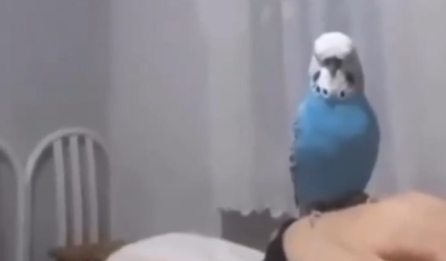 Karadeniz şivesiyle konuşan muhabbet kuşu sosyal medyayı salladı