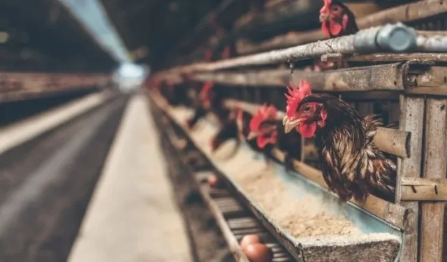 Tavukçuluk sektörünün önde gelen firması konkordato sürecine girdi!