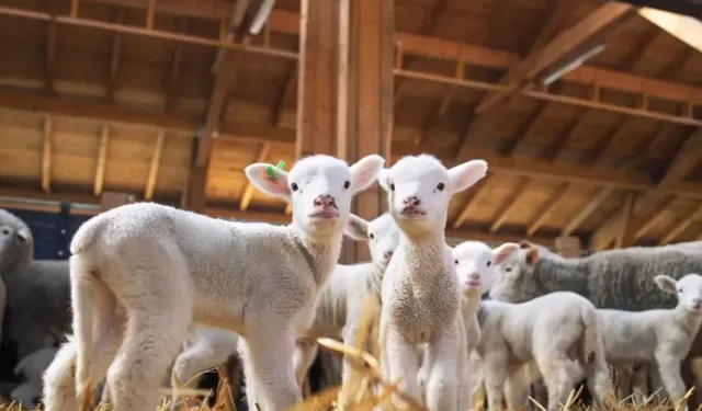 Kuzu oğlak desteği ne zaman yatacak 2026? Kuzu oğlak desteği ne kadar?