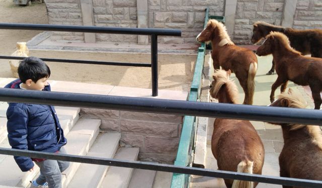 Ankaralı çocuklar midilli atlarını tanıyor