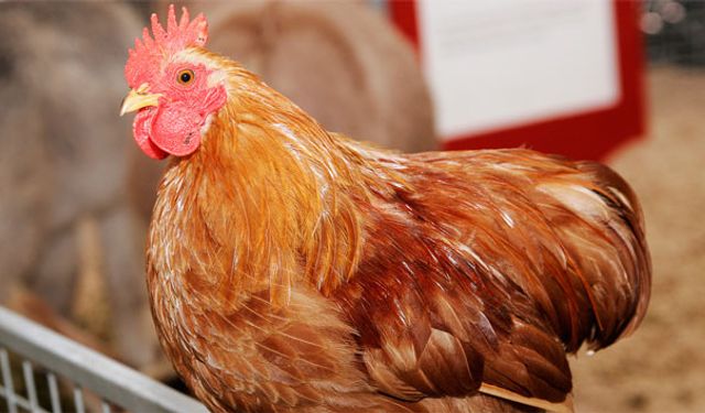 İbn-i Sina’nın asırlar önceki reçetesiyle eşcinsellikten kurtuldu!