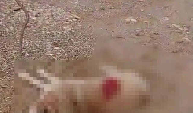 Antalya'da kan donduran olay: Köpeği tüfekle vurdu, kaçarken yakalandı!