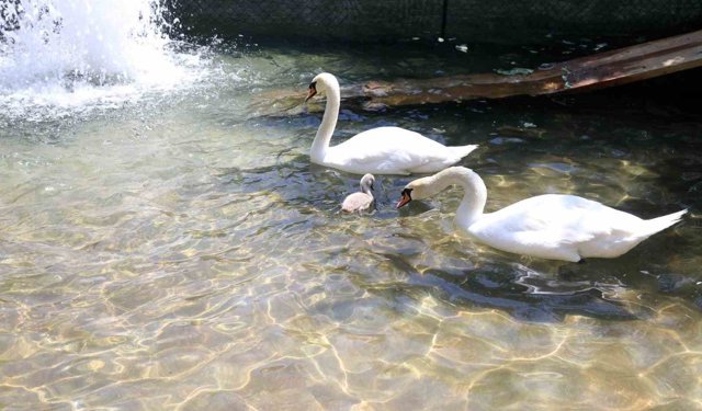 Ankara'daki Kuğulu Park, hangi ülkenin gönderdiği kuğularla bu ismi almıştır?