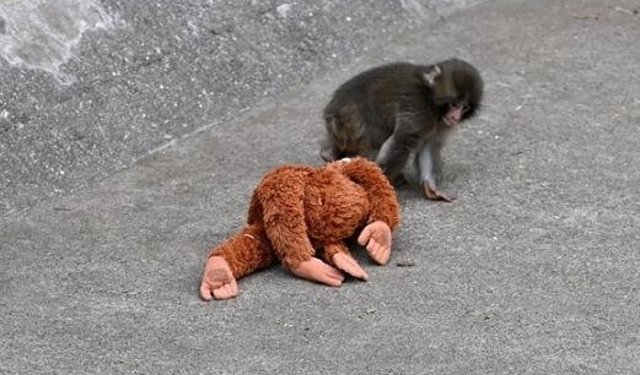 Maymun Punch öldü mü, yaşıyor mu? Viral yavru makak hakkında gerçek ortaya çıktı