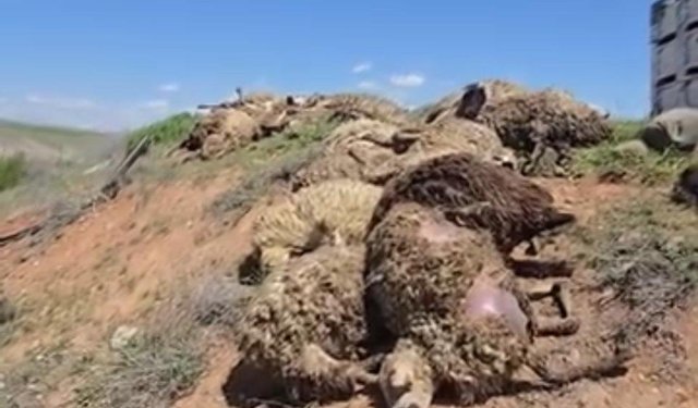 Malatya’da korkunç kaza! Tır devrildi, onlarca koyun telef oldu