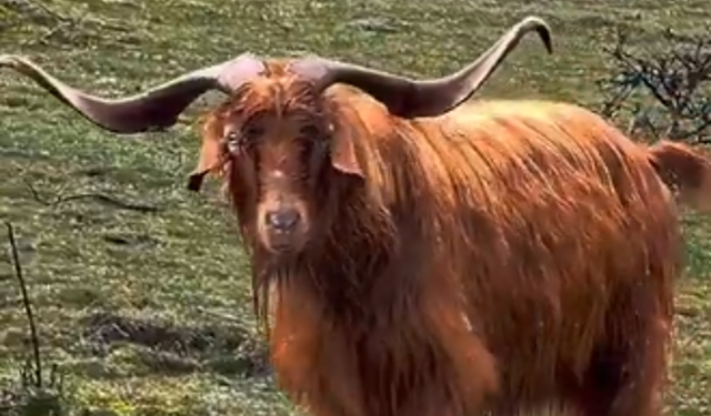 Ankara'da Üzeyir Amca'nın Satmadığı Teke, Sosyal Medyada Viral Oldu