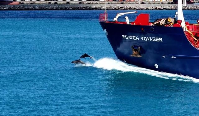 İstanbul Boğazı'nda bayram kartpostalı: Turkuaz sularda yunuslar şölen yaşattı
