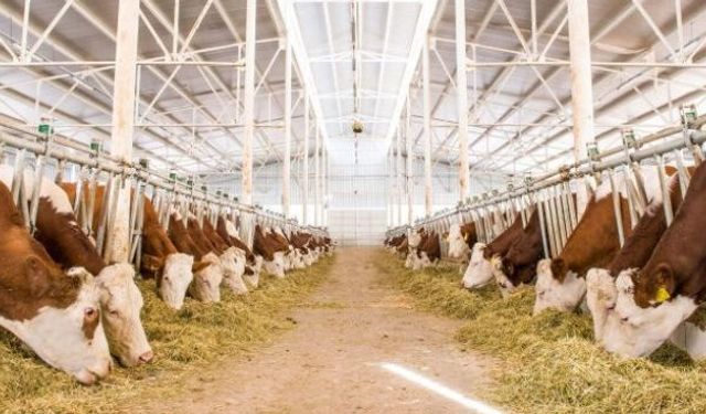 Devletten hayvancılık için büyük hamle! 108 bin besilik hayvan desteği geliyor